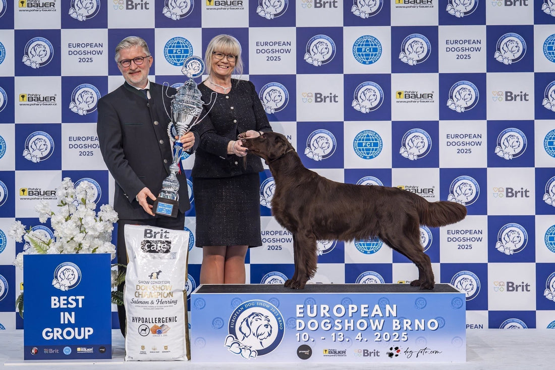 Inför World Dog Show 2025: En intervju med en av Sveriges mest framgångsrika inom hundutställning