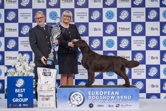 Inför World Dog Show 2025: En intervju med en av Sveriges mest framgångsrika inom hundutställning
