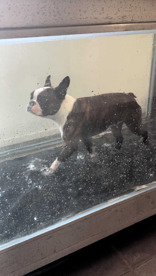 Friskvård för utställningshundar Del 2 - Canis Certo