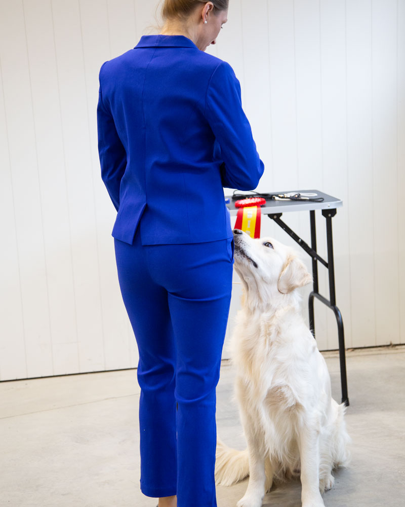 Belisse, Bleu cornflower